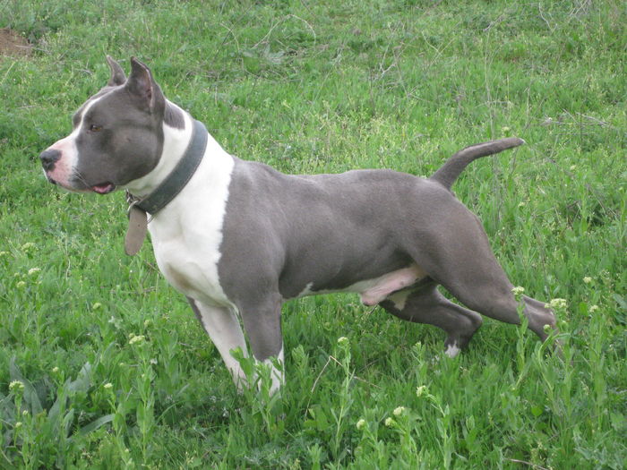 IMG_8378 - AMERICAN STAFFORDSHIRE TERRIER