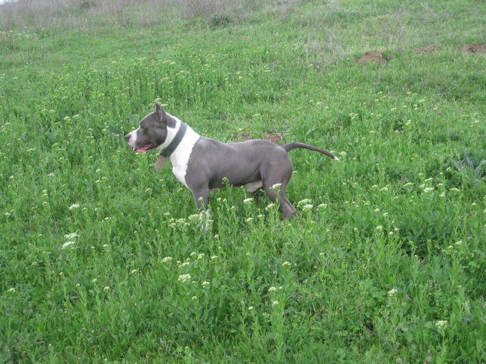 IMG_8380 - AMERICAN STAFFORDSHIRE TERRIER