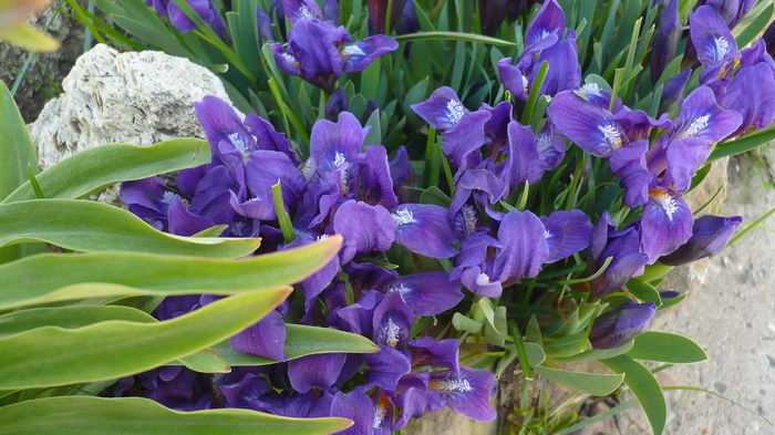 P1140838 - primavara 2016