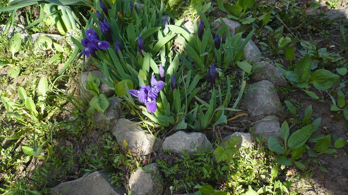 P1140842 - primavara 2016