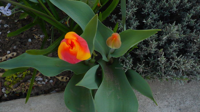 P1140843 - primavara 2016