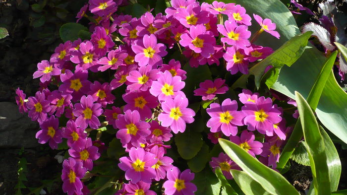 P1140844 - primavara 2016