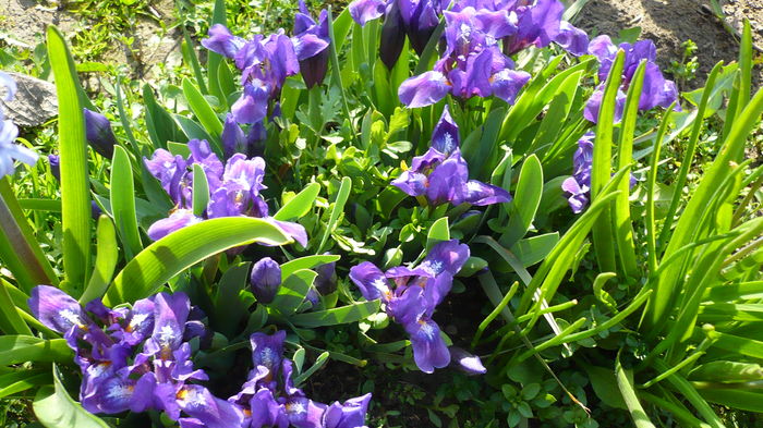 P1140846 - primavara 2016