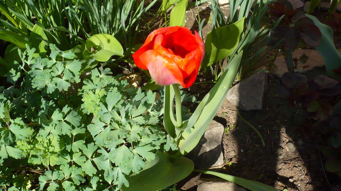 P1140848 - primavara 2016