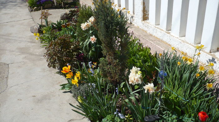 P1140849 - primavara 2016