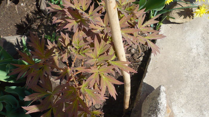 P1140850 - primavara 2016