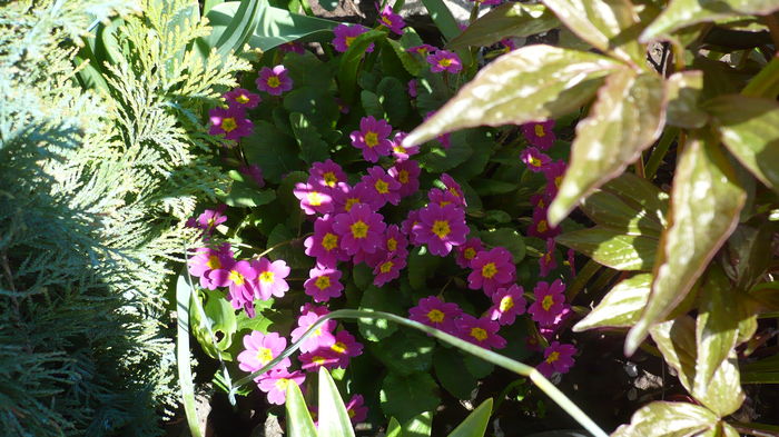 P1140851 - primavara 2016