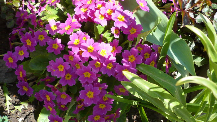 P1140852 - primavara 2016