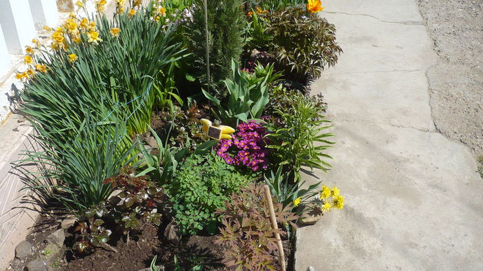 P1140853 - primavara 2016