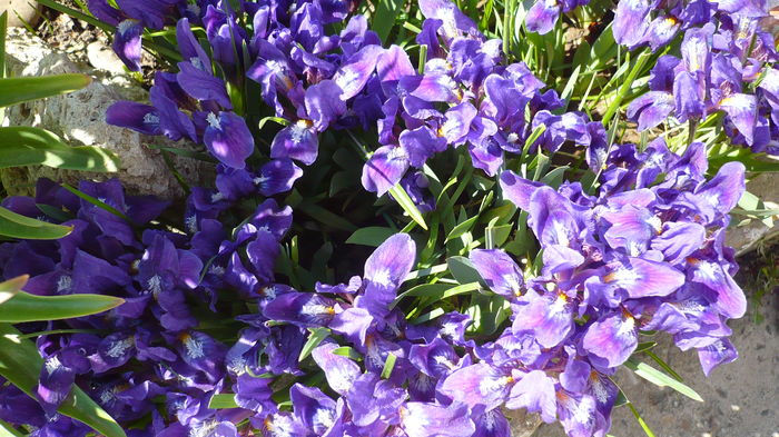 P1140854 - primavara 2016