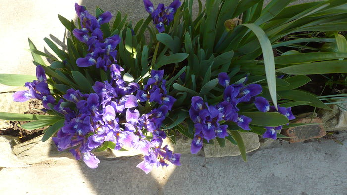 P1140856 - primavara 2016