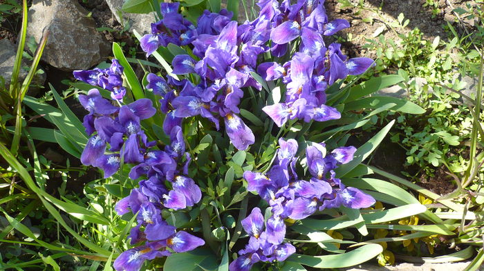 P1140858 - primavara 2016