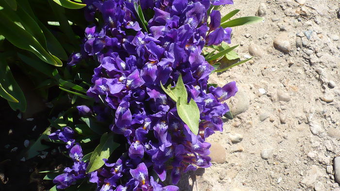 P1140859 - primavara 2016