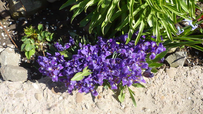 P1140860 - primavara 2016