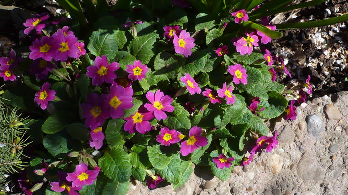 P1140861 - primavara 2016