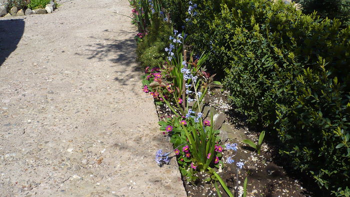 P1140862 - primavara 2016