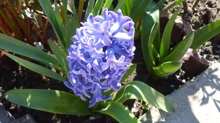 P1140864 - primavara 2016