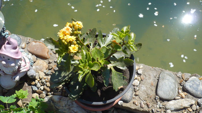 P1140866 - primavara 2016