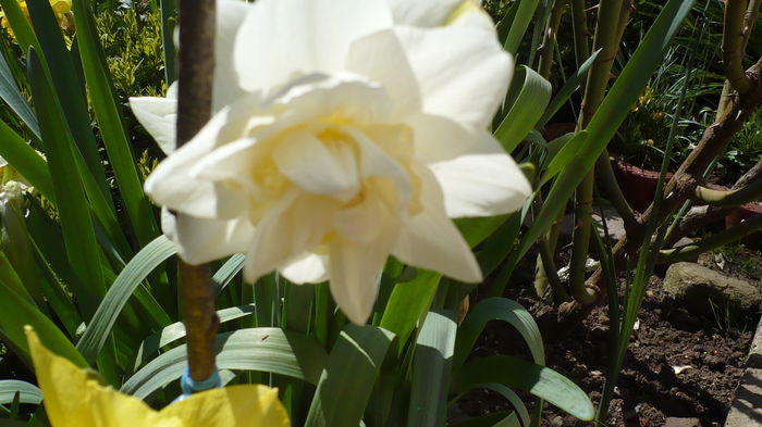 P1140869 - primavara 2016