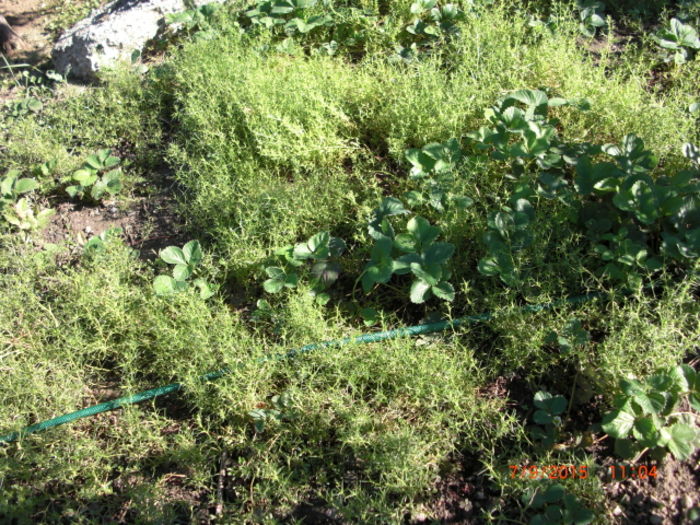 Alga Japoneza de sol