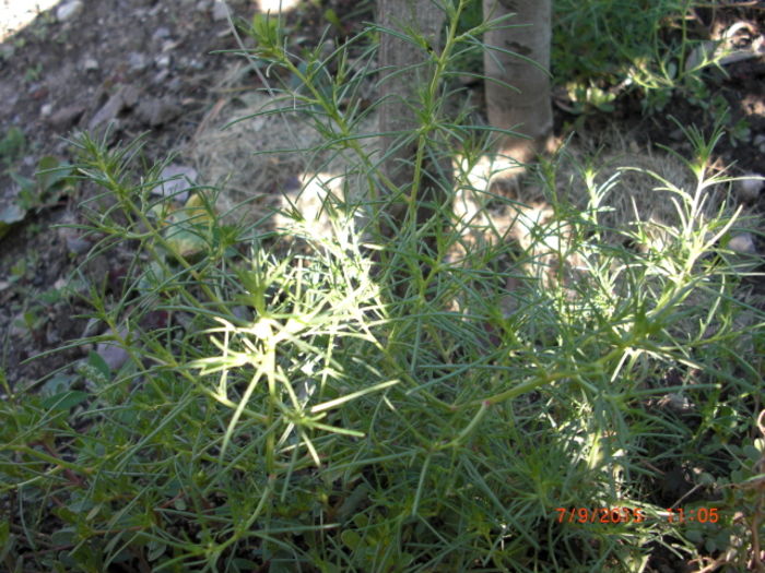 Alga Japoneza Elixir Culinar