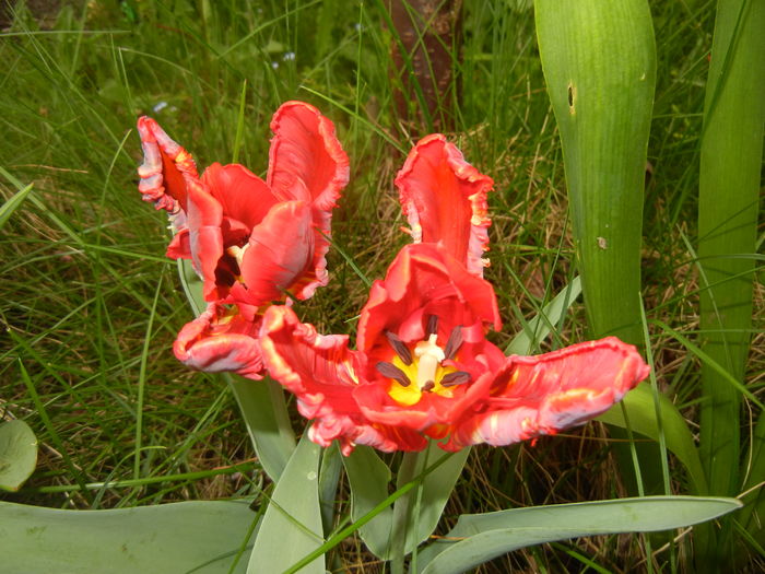 Tulipa Rococo (2016, April 08)