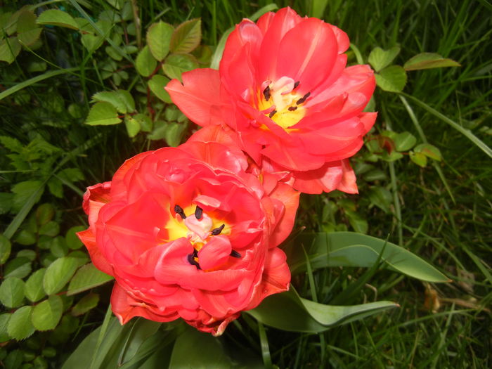 Tulipa Red (2016, April 08)