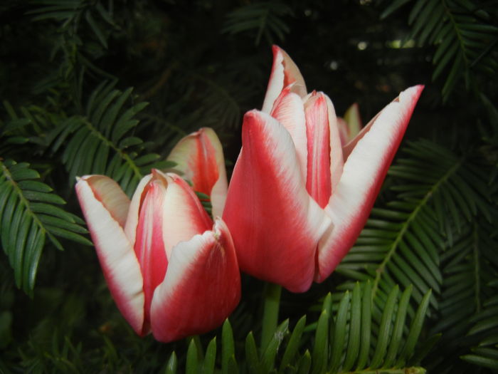 Tulipa Leen van der Mark (2016, April 08)