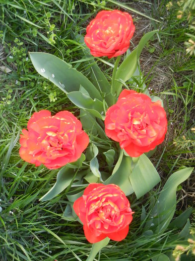 Tulipa Miranda (2013, April 19)