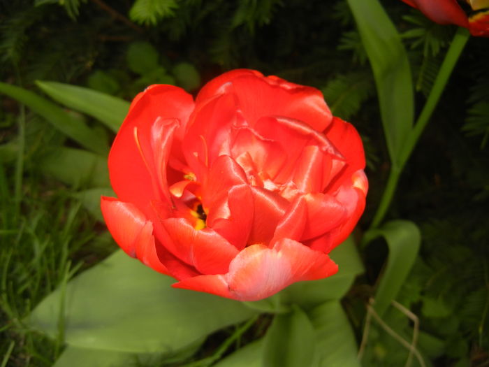 Tulipa Miranda (2016, April 08) - Tulipa Miranda