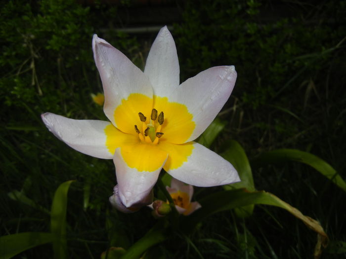 Tulipa Lilac Wonder (2016, April 08)