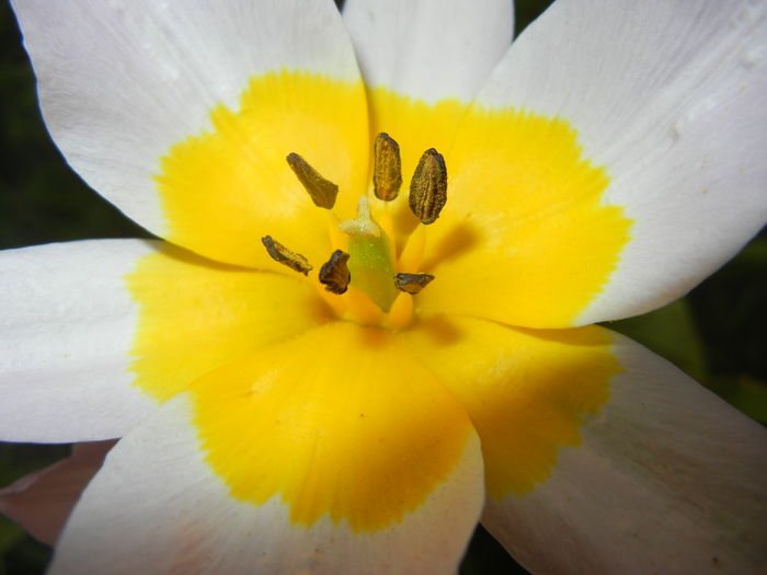 Tulipa Lilac Wonder (2016, April 08) - Tulipa Lilac Wonder