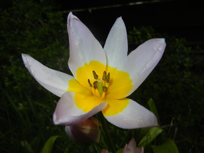 Tulipa Lilac Wonder (2016, April 08) - Tulipa Lilac Wonder