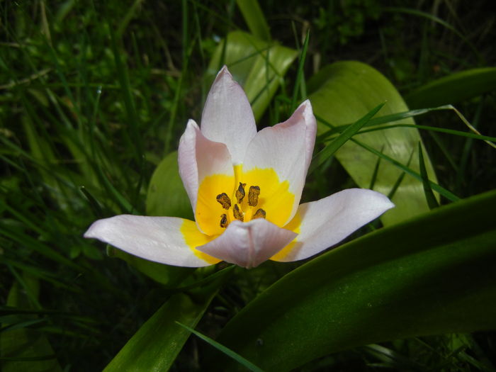 Tulipa Lilac Wonder (2016, April 08)