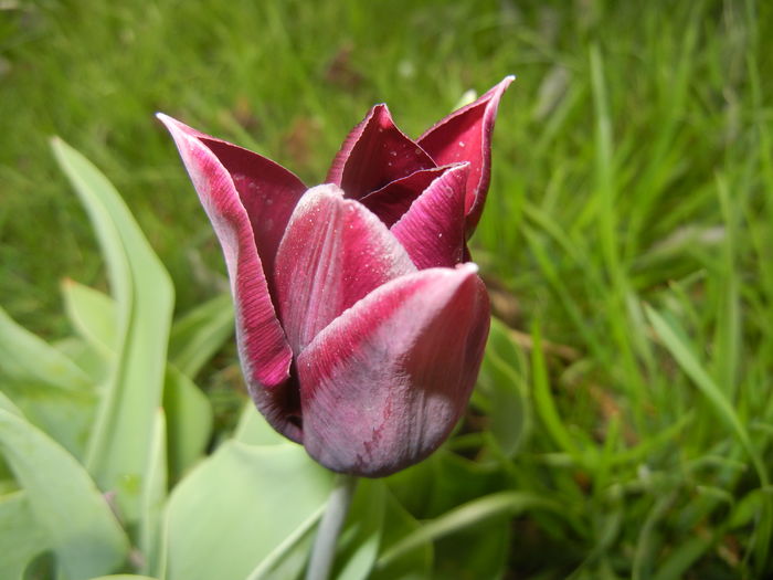 Tulipa Havran (2016, April 08) - Tulipa Havran