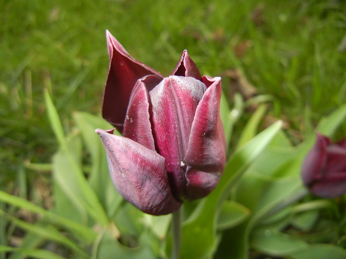 Tulipa Havran (2016, April 08) - Tulipa Havran