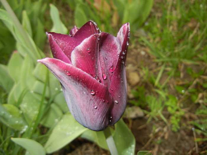 Tulipa Havran (2016, April 08)
