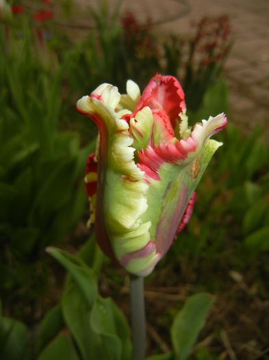 Tulipa Flaming Parrot (2016, April 08) Tulipa Flaming Parrot (2016, April 08)