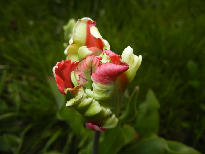 Tulipa Flaming Parrot (2016, April 08) Tulipa Flaming Parrot (2016, April 08)