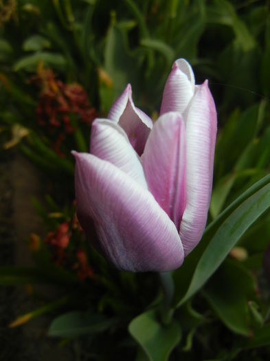 Tulipa Synaeda Blue (2016, April 08)
