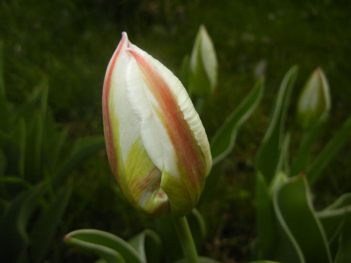 Tulipa Happy Generation (2016, April 08)