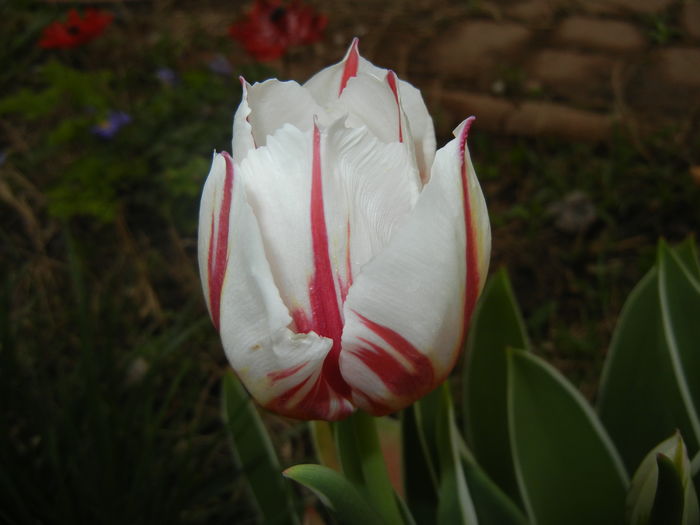 Tulipa Happy Generation (2016, April 08)
