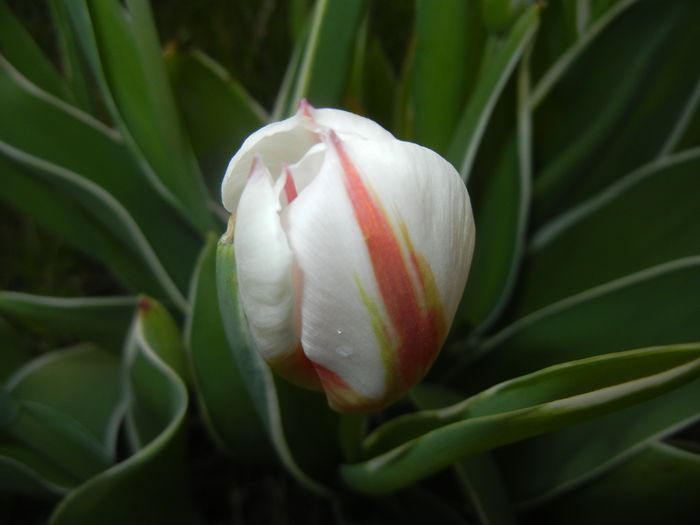Tulipa Happy Generation (2016, April 08)