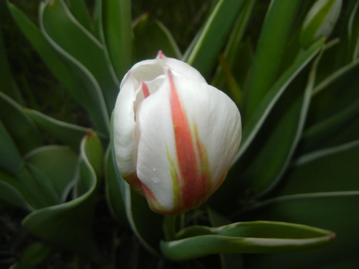 Tulipa Happy Generation (2016, April 08)