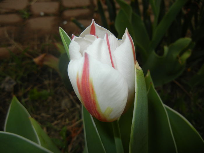 Tulipa Happy Generation (2016, April 08)