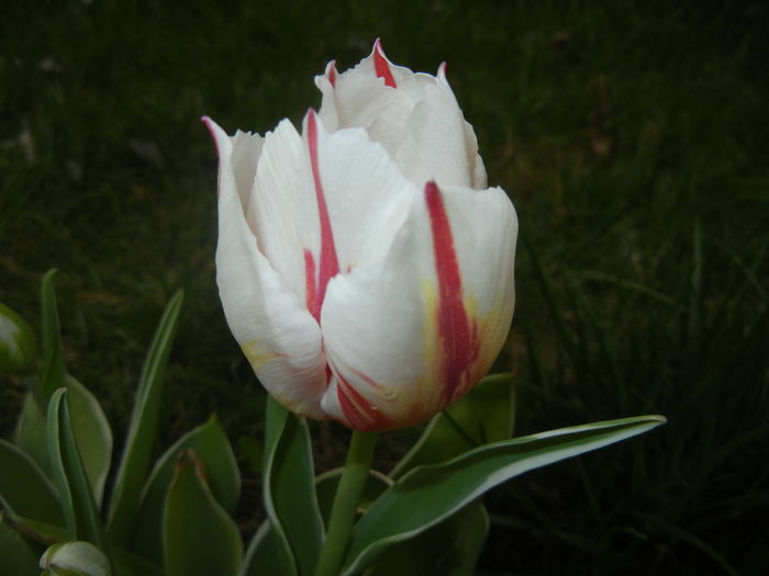 Tulipa Happy Generation (2016, April 08)
