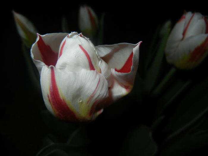 Tulipa Happy Generation (2016, April 09)