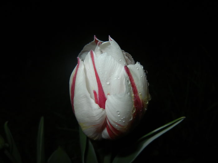 Tulipa Happy Generation (2016, April 09)