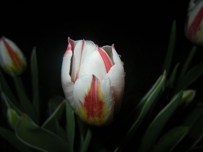 Tulipa Happy Generation (2016, April 09)