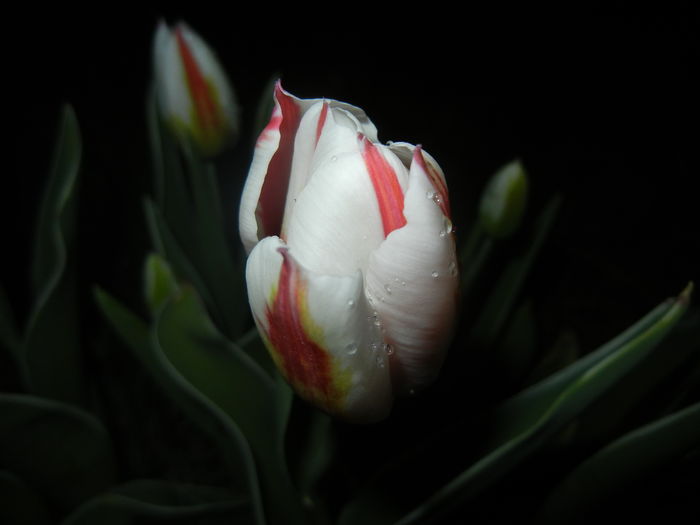 Tulipa Happy Generation (2016, April 09)